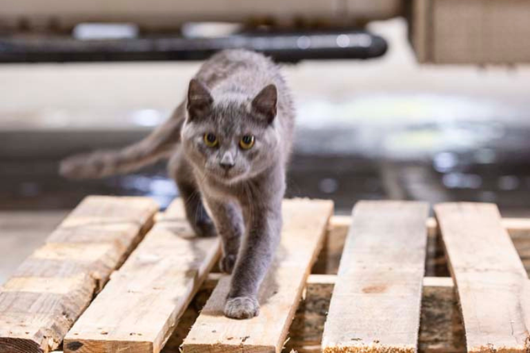 Inside Northwoods Lumber