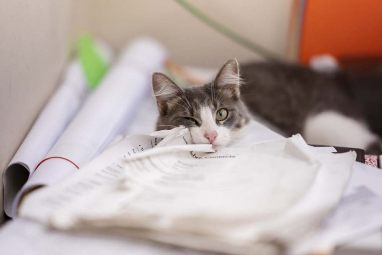 Inside Northwoods Lumber